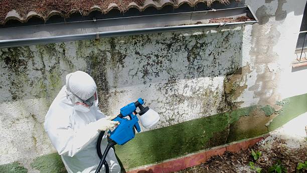 Trusted Mold Remediation service in Pflugerville, TX - Cheap Mold Removal